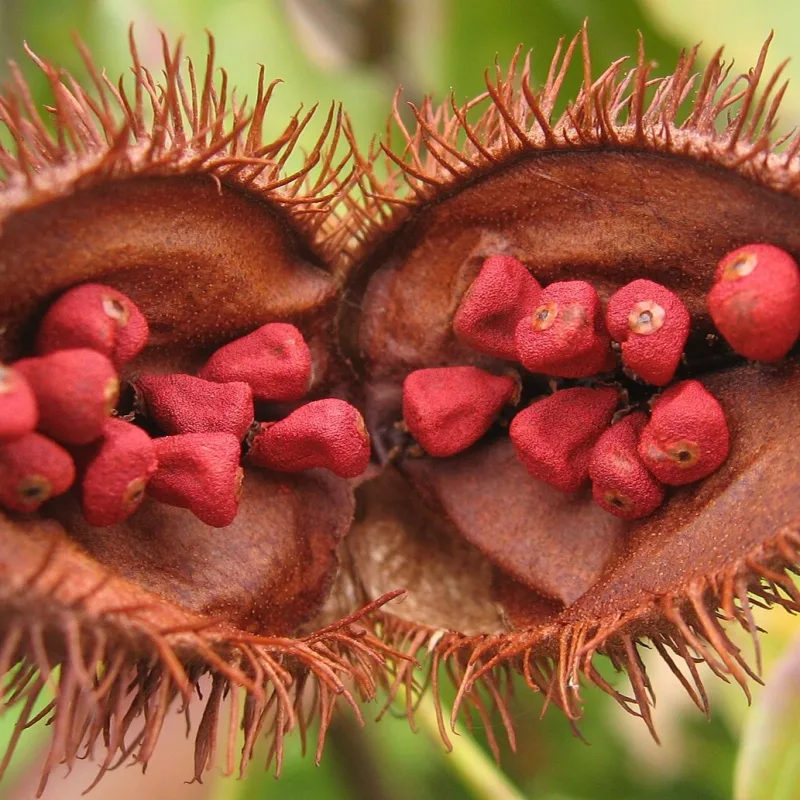 Achiote en grano