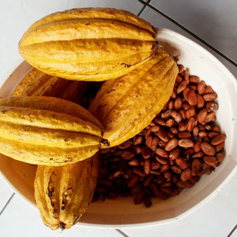 Cacao en grano