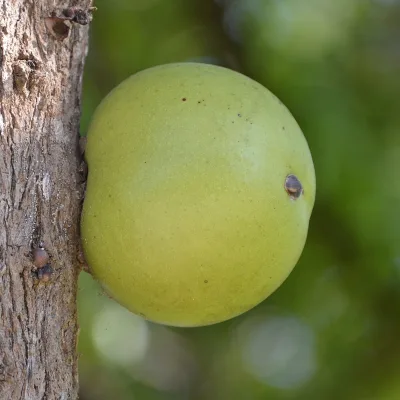 Semilla de morro para horchata