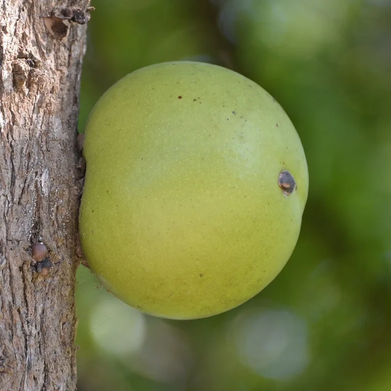 Morro Seeds for Horchata