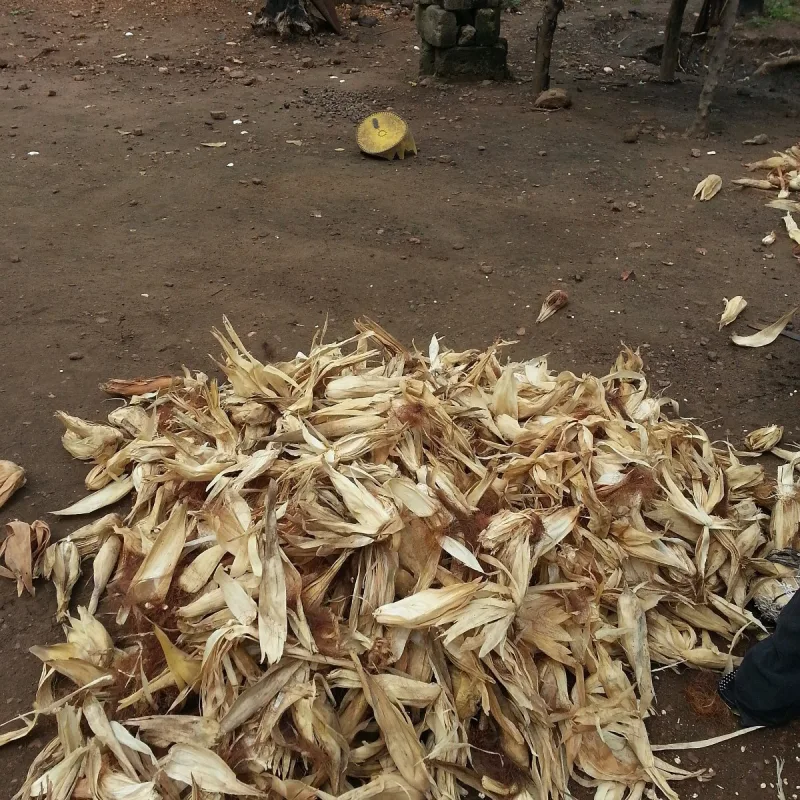 Corn Husks for Tamales (Tusa)